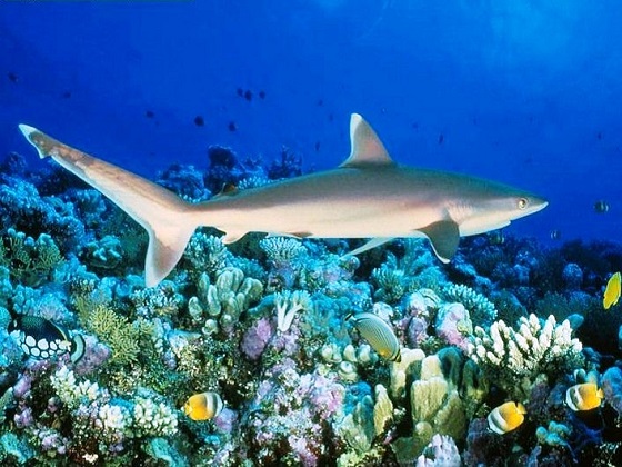 Australia-Great Barrier Reef-White Shark