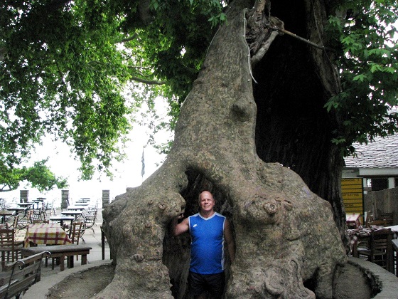 Makrinitsa-the old hollow tree 
