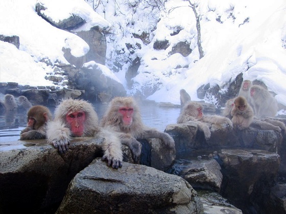Japan-Nagano-Jigokudani Monkey Park