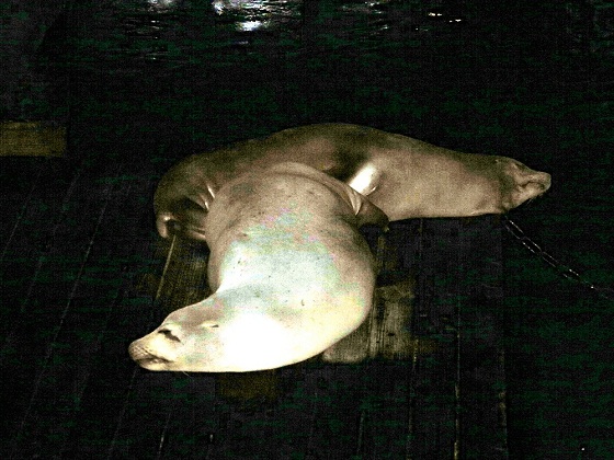 San Francisco-Sleeping sea lions on Pier 39
