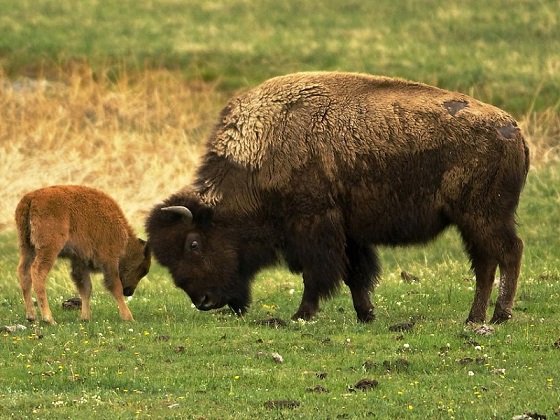 Yellowstone-Bison